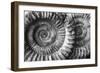 Amonita 3-Moises Levy-Framed Photographic Print