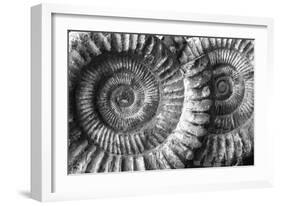 Amonita 3-Moises Levy-Framed Photographic Print