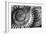 Amonita 3-Moises Levy-Framed Photographic Print