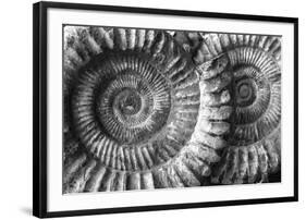 Amonita 3-Moises Levy-Framed Photographic Print