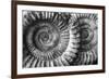 Amonita 3-Moises Levy-Framed Photographic Print