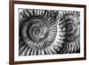 Amonita 3-Moises Levy-Framed Photographic Print