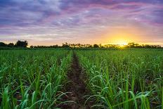 Sugarcane Field at Sunset.-amornchaijj-Photographic Print