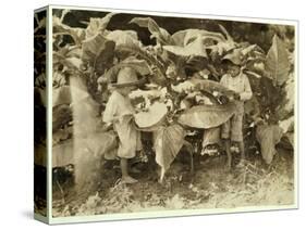 Amos 6 and Horace 4 Worm and Sucker Tobacco Plants All Day for their Father John Neal at Warren Cou-Lewis Wickes Hine-Stretched Canvas