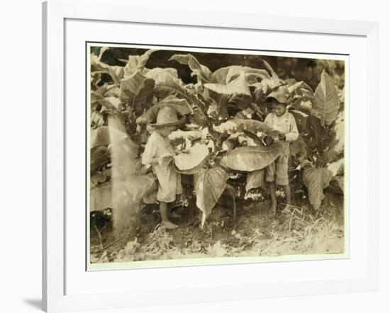 Amos 6 and Horace 4 Worm and Sucker Tobacco Plants All Day for their Father John Neal at Warren Cou-Lewis Wickes Hine-Framed Photographic Print