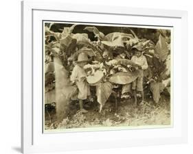 Amos 6 and Horace 4 Worm and Sucker Tobacco Plants All Day for their Father John Neal at Warren Cou-Lewis Wickes Hine-Framed Photographic Print