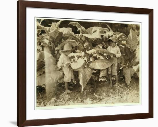 Amos 6 and Horace 4 Worm and Sucker Tobacco Plants All Day for their Father John Neal at Warren Cou-Lewis Wickes Hine-Framed Photographic Print