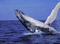 Humpback Whale Breaching, Dominican Republic, Caribbean-Amos Nachoum-Photographic Print