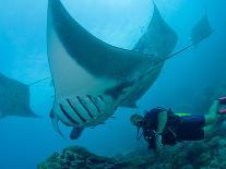 Manta Rays with Diver, Yap Island, Caroline Islands, Micronesia-Amos Nachoum-Photographic Print