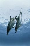 Pair of Dolphins-Amos Nachoum-Photographic Print