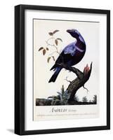 Ampelis Cotinga (Cotinga Cotinga), Purple-Breasted Cotinga, Watercolour-null-Framed Giclee Print