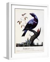Ampelis Cotinga (Cotinga Cotinga), Purple-Breasted Cotinga, Watercolour-null-Framed Giclee Print