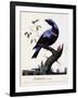 Ampelis Cotinga (Cotinga Cotinga), Purple-Breasted Cotinga, Watercolour-null-Framed Giclee Print