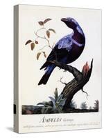 Ampelis Cotinga (Cotinga Cotinga), Purple-Breasted Cotinga, Watercolour-null-Stretched Canvas