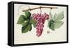 Ampelography, Grape Chasselas Rose De Montauban Auvergne-null-Framed Stretched Canvas