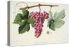 Ampelography, Grape Chasselas Rose De Montauban Auvergne-null-Stretched Canvas