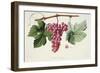 Ampelography, Grape Chasselas Rose De Montauban Auvergne-null-Framed Giclee Print