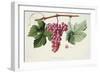 Ampelography, Grape Chasselas Rose De Montauban Auvergne-null-Framed Giclee Print