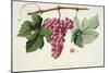 Ampelography, Grape Chasselas Rose De Montauban Auvergne-null-Mounted Giclee Print