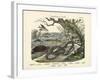 Amphibians and Fishes, C.1860-null-Framed Giclee Print