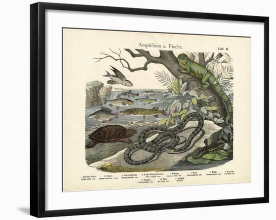 Amphibians and Fishes, C.1860-null-Framed Giclee Print