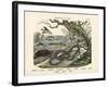 Amphibians and Fishes, C.1860-null-Framed Giclee Print