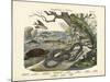 Amphibians and Fishes, C.1860-null-Mounted Giclee Print