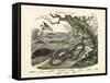 Amphibians and Fishes, C.1860-null-Framed Stretched Canvas