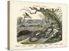 Amphibians and Fishes, C.1860-null-Stretched Canvas