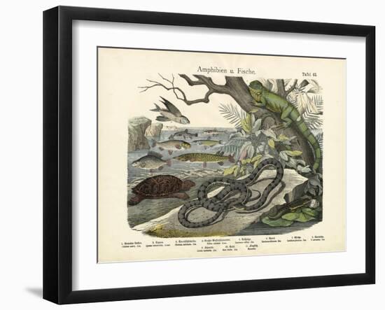 Amphibians and Fishes, C.1860-null-Framed Giclee Print