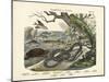 Amphibians and Fishes, C.1860-null-Mounted Giclee Print