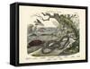 Amphibians and Fishes, C.1860-null-Framed Stretched Canvas