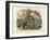 Amphibians and Fishes, C.1860-null-Framed Giclee Print