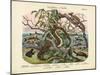 Amphibians and Fishes, C.1860-null-Mounted Giclee Print