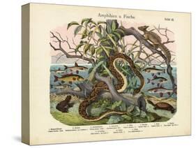 Amphibians and Fishes, C.1860-null-Stretched Canvas