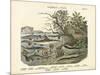 Amphibians and Fishes, C.1860-null-Mounted Giclee Print