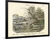 Amphibians and Fishes, C.1860-null-Framed Giclee Print