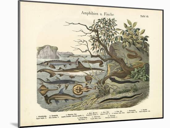 Amphibians and Fishes, C.1860-null-Mounted Giclee Print