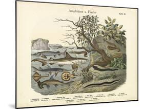 Amphibians and Fishes, C.1860-null-Mounted Giclee Print