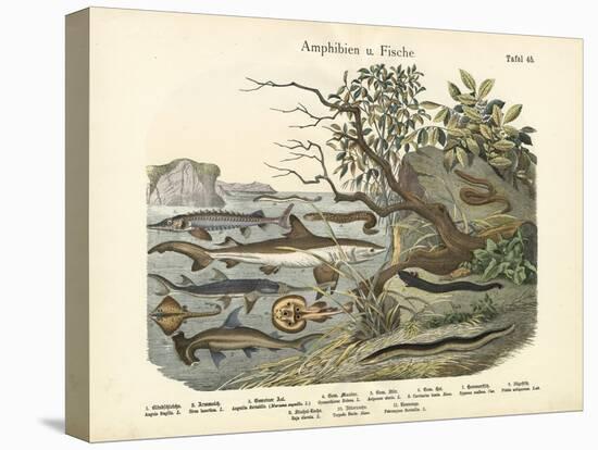 Amphibians and Fishes, C.1860-null-Stretched Canvas