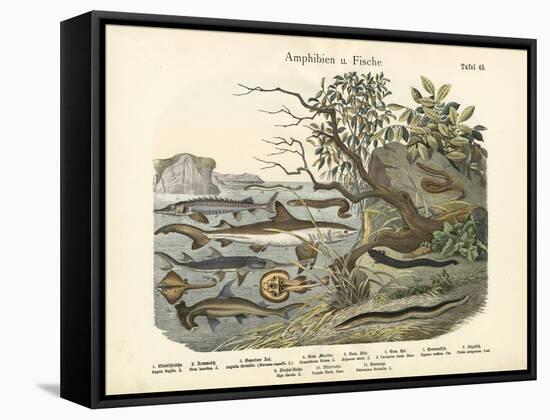 Amphibians and Fishes, C.1860-null-Framed Stretched Canvas