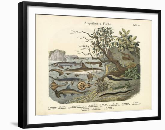 Amphibians and Fishes, C.1860-null-Framed Giclee Print