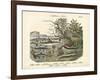 Amphibians and Fishes, C.1860-null-Framed Giclee Print