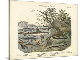 Amphibians and Fishes, C.1860-null-Stretched Canvas