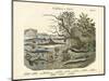 Amphibians and Fishes, C.1860-null-Mounted Giclee Print