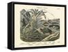 Amphibians and Fishes, C.1860-null-Framed Stretched Canvas