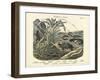 Amphibians and Fishes, C.1860-null-Framed Giclee Print