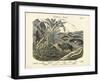 Amphibians and Fishes, C.1860-null-Framed Giclee Print