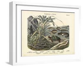 Amphibians and Fishes, C.1860-null-Framed Giclee Print