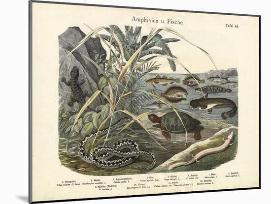 Amphibians and Fishes, C.1860-null-Mounted Giclee Print